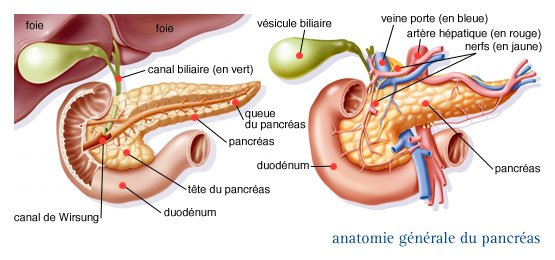 Pancréas